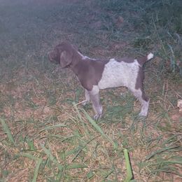Boy 4 - Liver roan German Shorthaired Pointer puppy in Troy, North Carolina from Uwharrie GSP