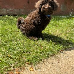 Goldendoodle Puppies from Our Darling Doodles