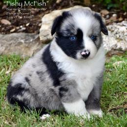 Fishy McFish - Blue merle male Miniature Australian Shepherd puppy in Evant, Texas from Lazy VT Bar Ranch