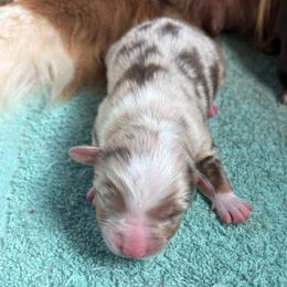 Girl 1 - Red merle female Australian Shepherd puppy in Lubbock, Texas from REKN’ Kennel Aussies