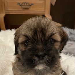 Lhasa Apso Puppies from Lhasa Fur Life