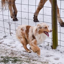 Australian Shepherd All Grown Up from Kingdom Dreams Australian Shepherds