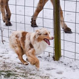 Australian Shepherd All Grown Up from Kingdom Dreams Australian Shepherds