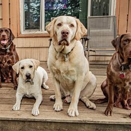 Dilute Retrievers from Cash Money Kennel