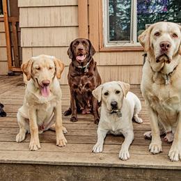Dilute Retrievers from Cash Money Kennel
