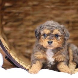Aussiedoodle and Poodle Puppies from Cedar Wood Farms