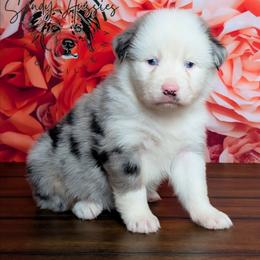 Faith - Blue merle female Australian Shepherd puppy in Fultonville, New York from Sandy Aussies & Pomeranians