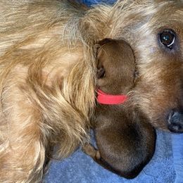 Australian Terrier Puppies from Firewalker Australian Terriers