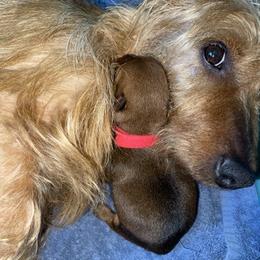 Australian Terrier Puppies from Firewalker Australian Terriers
