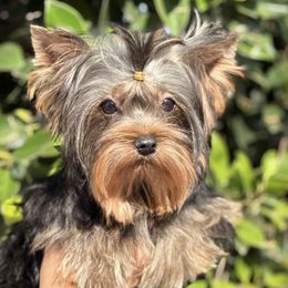 Yorkshire Terriers from Golden Heart