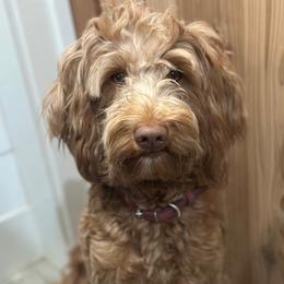 Mele - Goldendoodle