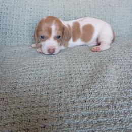Girl 2 - Fawn (isabella) and tan female Dachshund puppy in Gracemont, Oklahoma from Frank's Mini Doxies