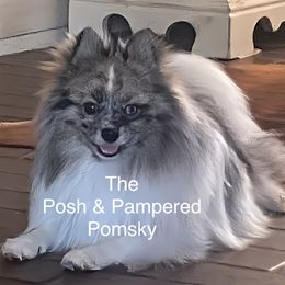 Pita - Pomeranian