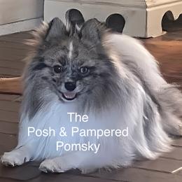 Pita - Pomeranian