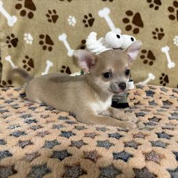 Jacob Price is on the ad - Blue fawn male Chihuahua puppy in Pounding  Mill, Virginia from Rosa's Chihuahuas