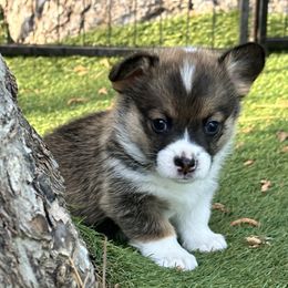 Chicky - Sable Pembroke Welsh Corgi puppy in Salisbury, Maryland from Coastal Corgis