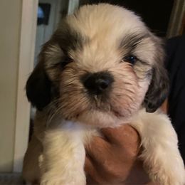 Girl 3 - Brindle female Lhasa Apso puppy in Fort Worth, Texas from Sheri's Lhasa Apso Puppies