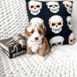 Morticia - Red female Bernedoodle puppy in Springville, Utah from Happy Doodle