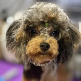 Galaxy - Poodle
