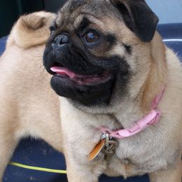 Havanese and Pugs from Camelot Kennel