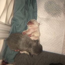 French Bulldog Puppies from 360° Frenchies