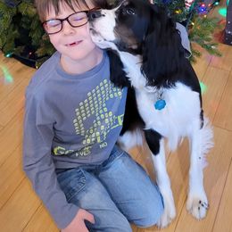 English Springer Spaniel Puppies from Brandywine Springers