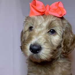 Pink Collar Girl - Apricot Goldendoodle puppy in Richmond, Virginia from Kessi Doodles
