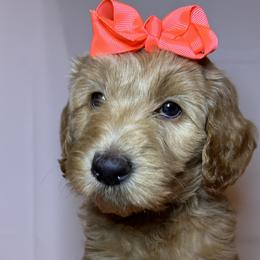 Pink Collar Girl - Apricot Goldendoodle puppy in Richmond, Virginia from Kessi Doodles