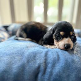 Rolo - Black and cream male Dachshund puppy in Temple, Texas from Brit’s Doxie Crossing