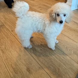 Bella - Cream female Poodle puppy in Aubrey, Texas from MD's Miniature Poodles