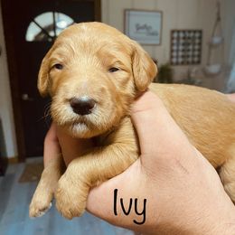 Goldendoodle Puppies from The Poodle Plantation