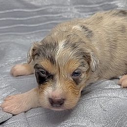 Girl 2 - Blue merle female Australian Shepherd puppy in Divide, Colorado from Outlaw Farm and Kennel