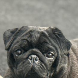 Allie Cat - Pug