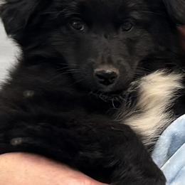 Black - Black female Toy Australian Shepherd puppy in Cedar Creek, Texas from Rowdy Ranch Tx