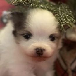 Pomeranians from Fluffs the Stuff Pomeranians
