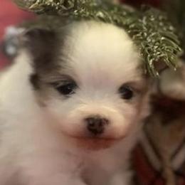 Pomeranians from Fluffs the Stuff Pomeranians