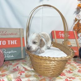 Honey - Cream female Dachshund puppy in Lakeland Village, California from CA_Dachshunds