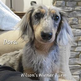 Dora - Dachshund