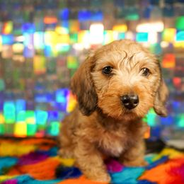 American Corgi, Dachshund, and Pembroke Welsh Corgi Puppies from Shining A Lowriders & Co.