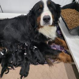 Journey - Bernese Mountain Dog