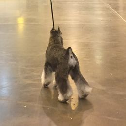 Miniature Schnauzers from Express Miniature Schnauzers