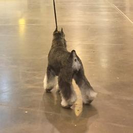 Miniature Schnauzers from Express Miniature Schnauzers