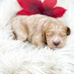 Jumba - Apricot male Goldendoodle puppy in Davison, Michigan from Dreaming Doodles