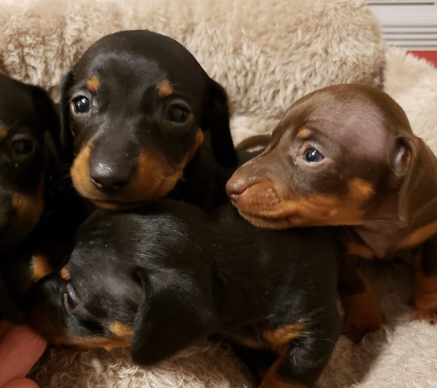 Spurgin Dachshunds In Alabama 