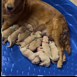 Boy Pick 6 - Golden male Golden Retriever puppy in Garland, Texas from RFGoldens