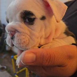 Emo Boy - Chocolate tri-color male Bulldog puppy in Perris, California from Ohana_626_kennels