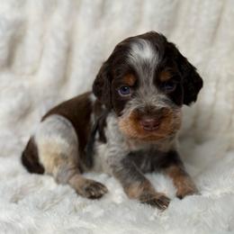 Black boy - Tri-Roan male English Springer Spaniel puppy in Fairfield, California from Goldridge Springers