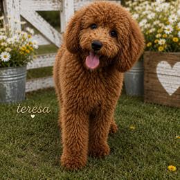 Teresa - Goldendoodle
