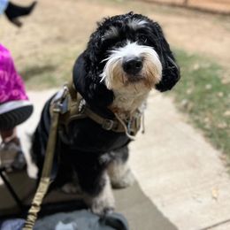 Sully - Bernedoodle