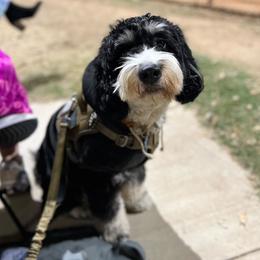 Sully - Bernedoodle